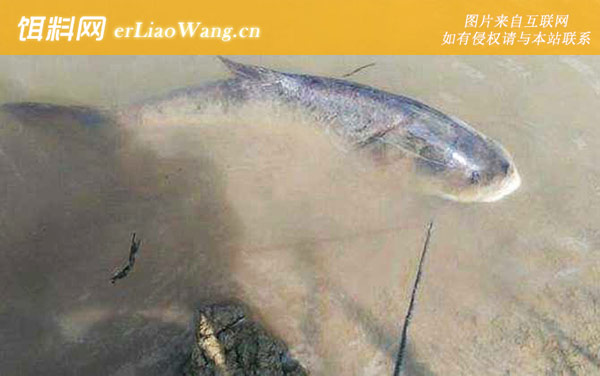 钓鲢鳙:摄食习性