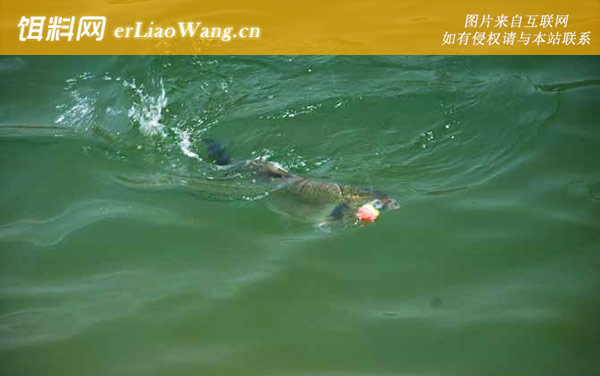 钓鲢鳙:常用饵料