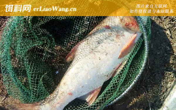 浮钓鲢鳙的技巧和方法-调漂方法