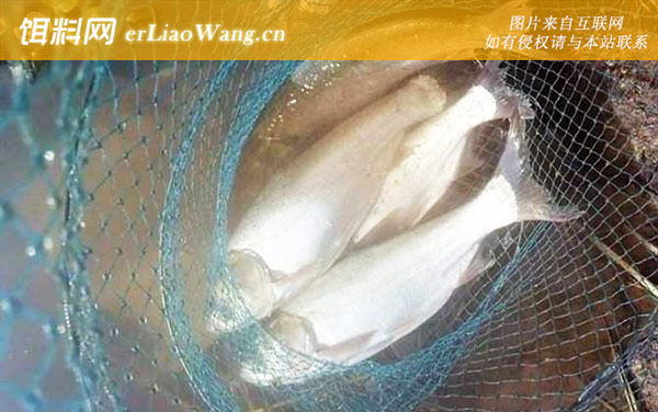 气温10到15度能钓鲢鳙吗-钓法技巧