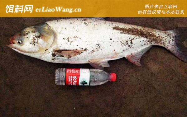 鲢鳙:最佳时间