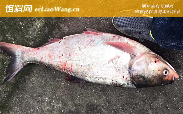 手竿钓鲢鳙:饵料