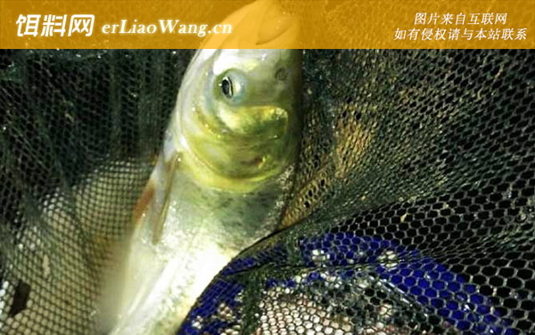 手竿钓鲢鳙:技巧