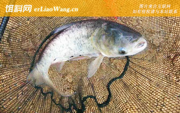 钓鲢鳙:摄食习性