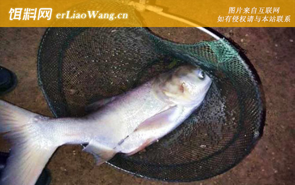 钓鲢鳙:寻找水层