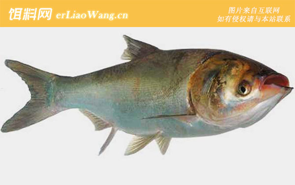 钓鲢鳙:最佳时间