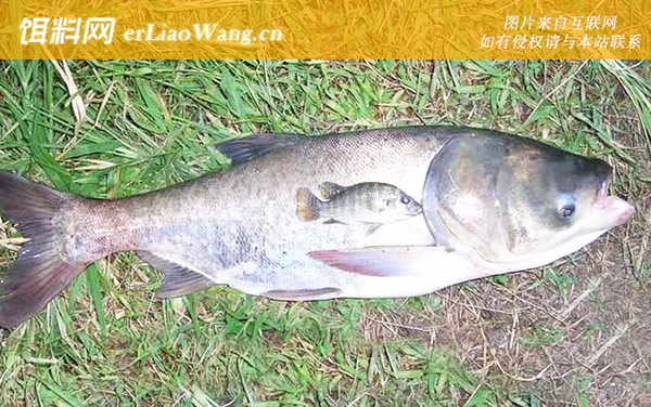 钓鲢鳙:钓具搭配