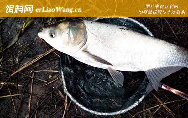 调漂图解:摄食习性