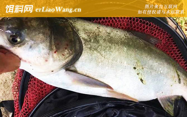 手竿浮钓鲢鳙:调漂方法