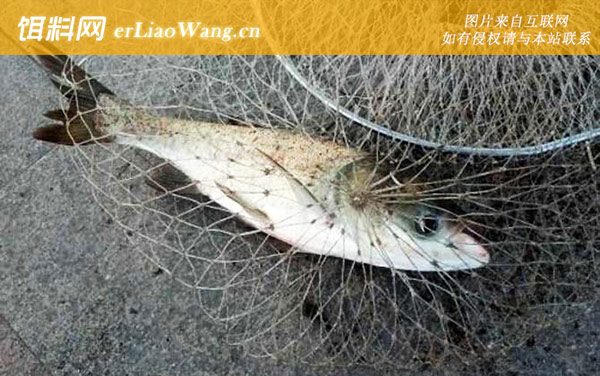 手竿浮钓鲢鳙:提竿时机