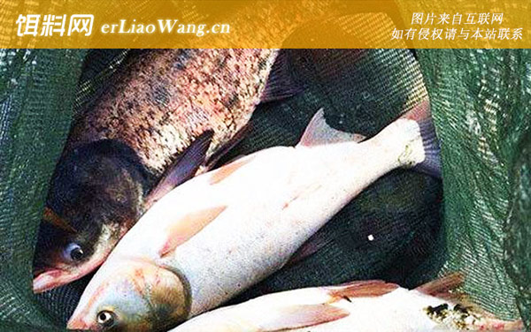 手竿钓鲢鳙:鱼钩太小