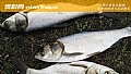 《钓鲢鳙有口打不到怎么办?》封面图