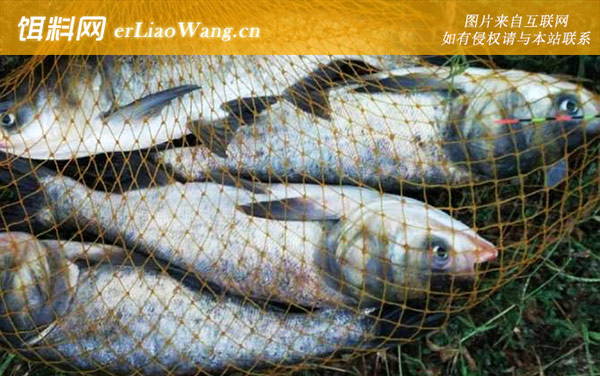 钓鲢鳙有口打不到怎么办-鱼钩太小