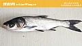《水深6、7米钓鲢鳙钓多深合适?》封面图