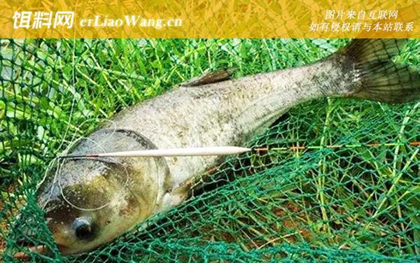 钓鲢鳙:调漂方法