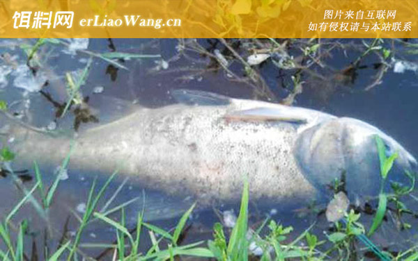 钓鲢鳙鱼:最佳时间