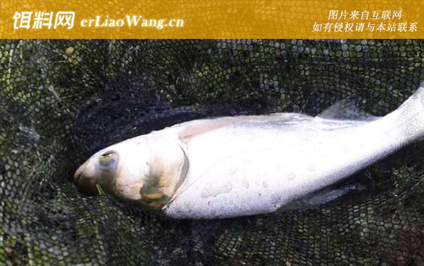 钓鲢鳙鱼:钓法技巧