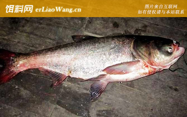 钓鲢鳙:作钓技巧