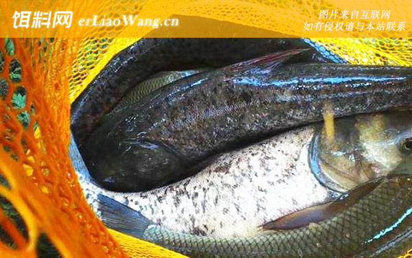 钓鲢鳙:出钓时间