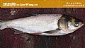 12月份钓鲢鳙最佳深度多少?