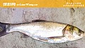 野钓鲢鳙最有效的方法