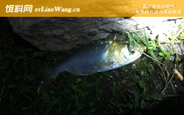 钓鲢鳙:作钓技巧