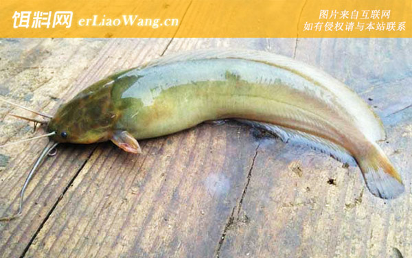 塘角鱼:分布范围