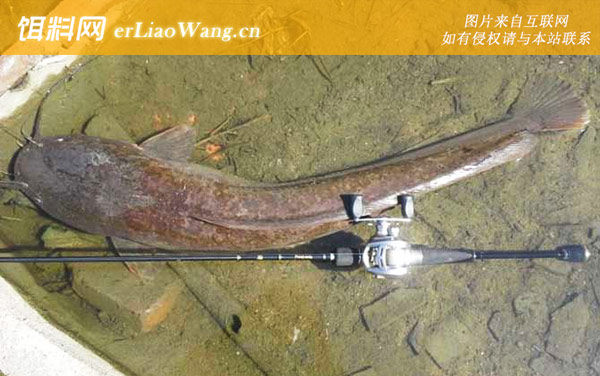 塘角鱼:生活习性