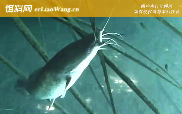 埃及鲶鱼:分布范围