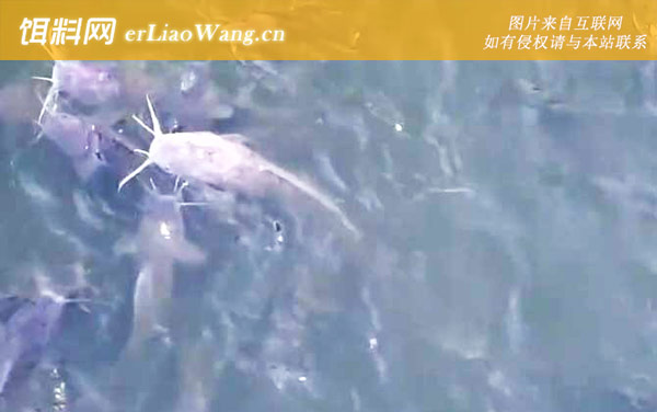 埃及鲶鱼:生活习性