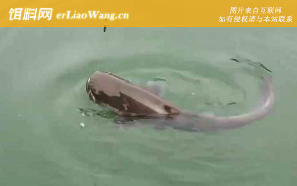 埃及鱼:鱼种区别