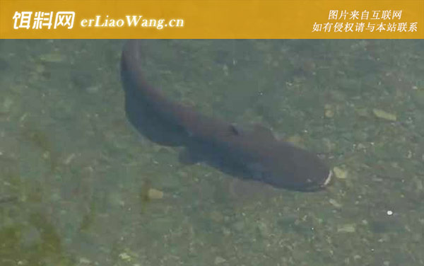 埃及鱼:生活习性