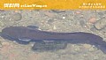 《八根胡须的鲶鱼是什么鱼?》封面图
