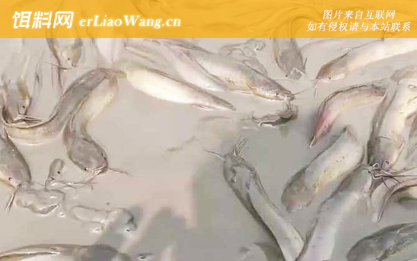 八须鱼:生活习性