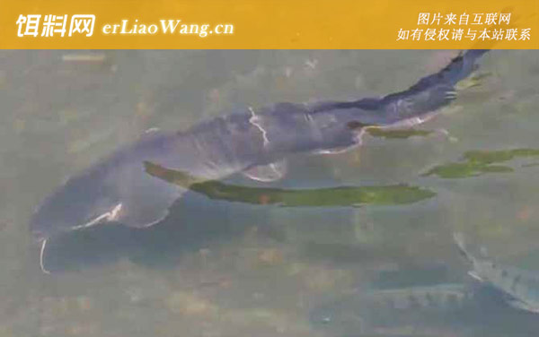 埃及胡子鲶:生活习性