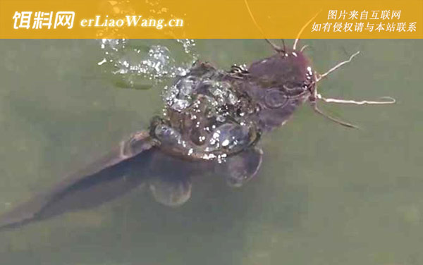 革胡子鲶:胡子鲶