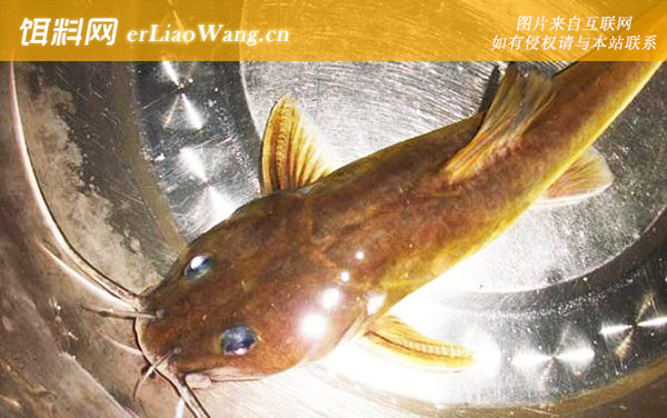 胡子鲶鱼:代表品种