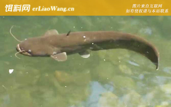 胡子鲶:生活习性