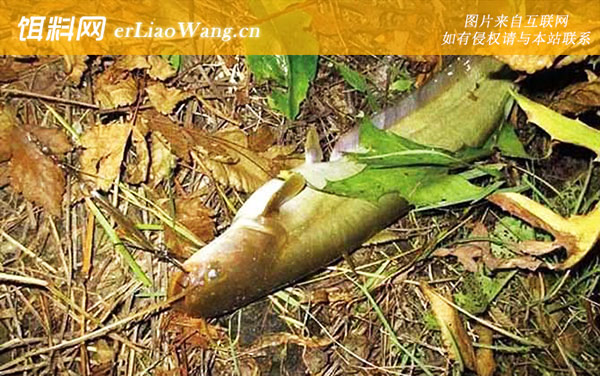 二须鲶鱼为什么不能吃-分布范围