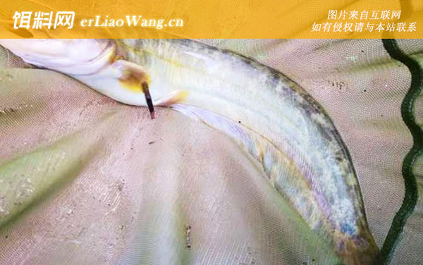 二须鲶鱼:生活习性