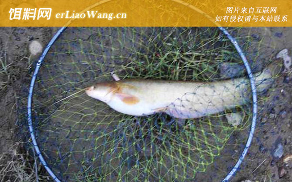 二须鲶鱼:食用价值