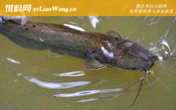 八须鲶鱼:分布范围