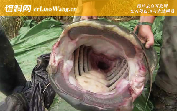 欧洲鲶鱼:产地分布