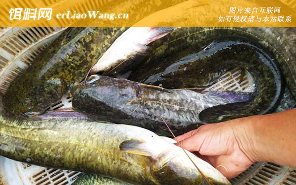 鲶鱼:处理方法