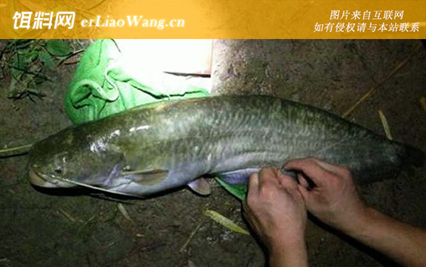 鲶鱼:代表物种