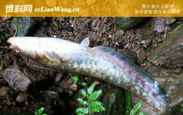 土鲶鱼:分布不同