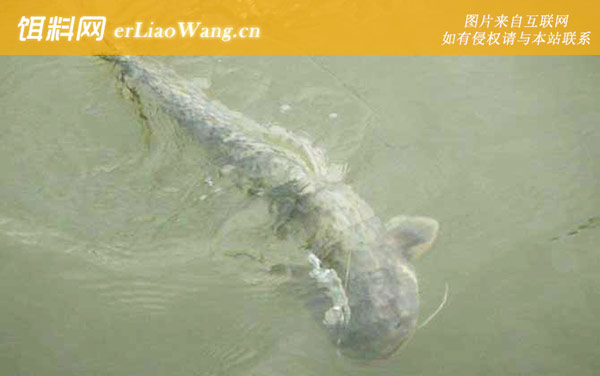 革胡子鲶鱼:生活习性