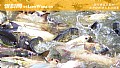 清江鱼和鲶鱼的区别