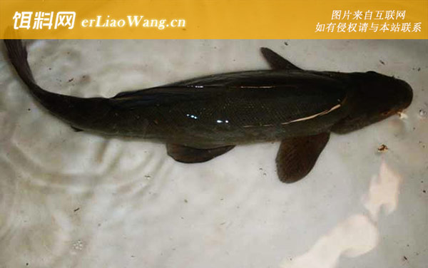 清江鱼:清江鱼种