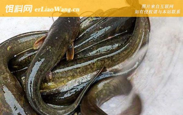 鲶鱼:挂钩方法